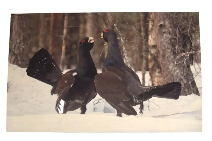 Metsola sarja Lattiamatto