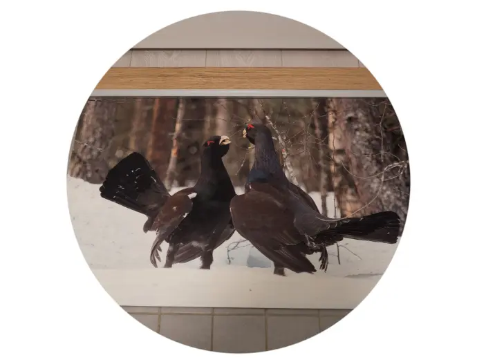 Lattiamatto, loistava eränkävijän lahjaidea