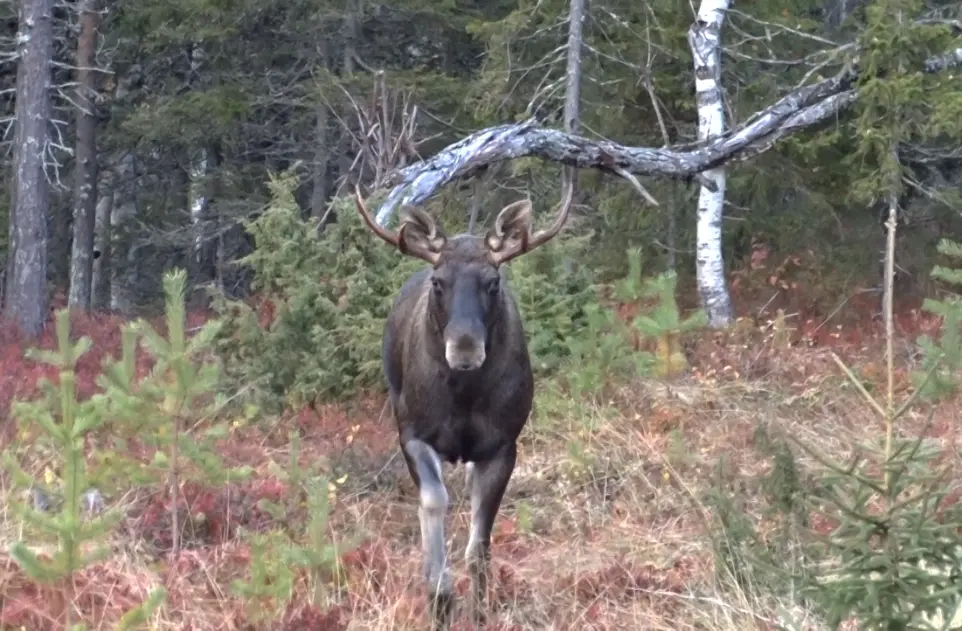 Hirvenhoukutteluopas